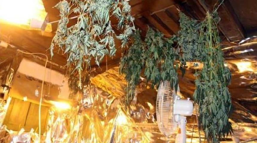 Ahırda Hint Keneviri Yetiştirilip Esrar Imal Edildiği Belirlendi