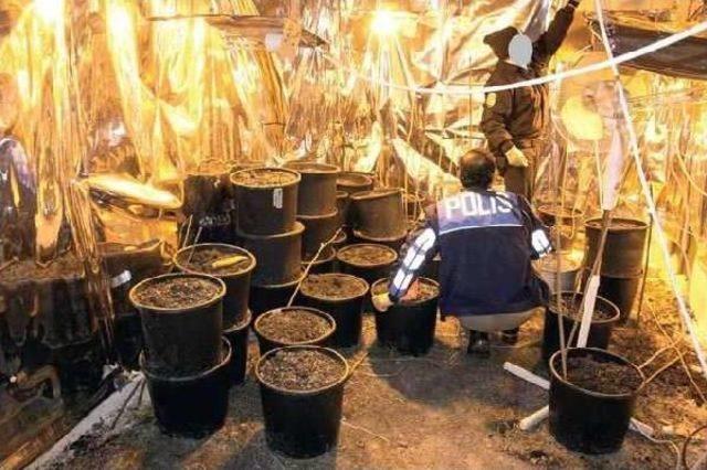 Ahırda Hint Keneviri Yetiştirilip Esrar Imal Edildiği Belirlendi 1