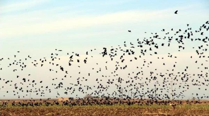 Kargalar, Buğday Ekili Tarlaları Istila Etti