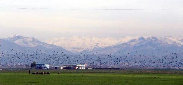 Kargalar, Buğday Ekili Tarlaları Istila Etti