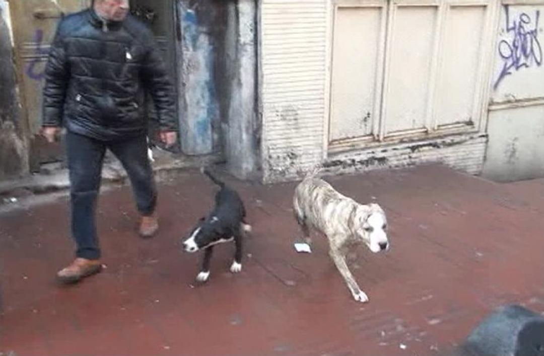 (&ouml;zel) Taksim&rsquo;de Metruk Binada D&ouml;v&uuml;ş K&ouml;pekleri Bulundu