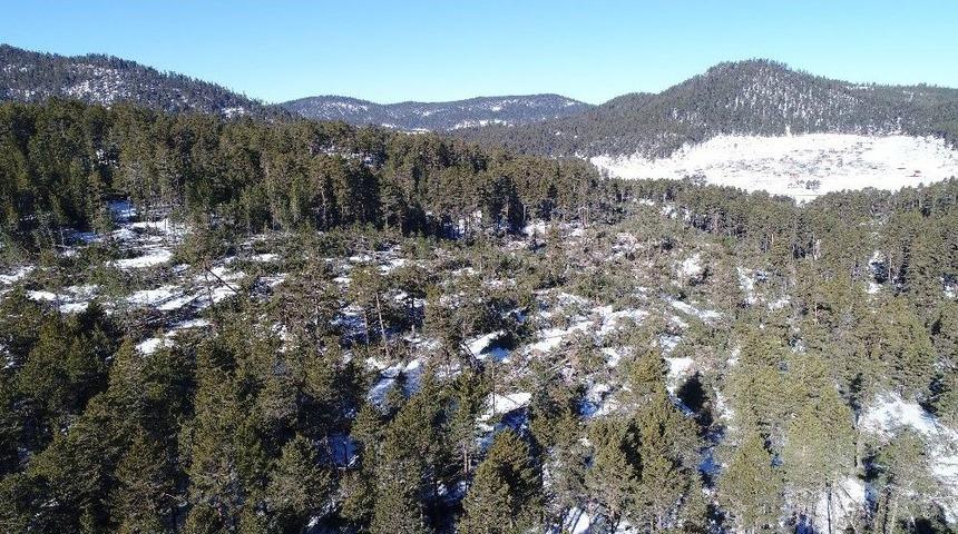 Kuvvetli Rüzgar Yüzlerce Ağacı Kökünden Söktü