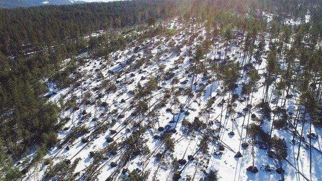 Kuvvetli Rüzgar Yüzlerce Ağacı Kökünden Söktü