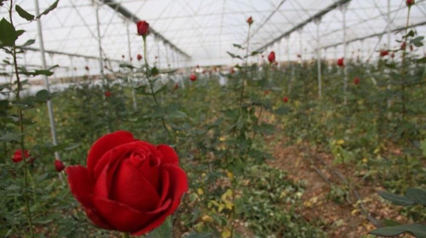 Samsun&rsquo;da Yılda 368 Bin G&uuml;l &Uuml;retiliyor