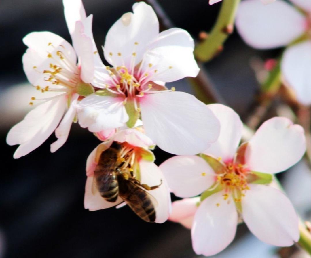 Muğla&rsquo;da Bahar Havası