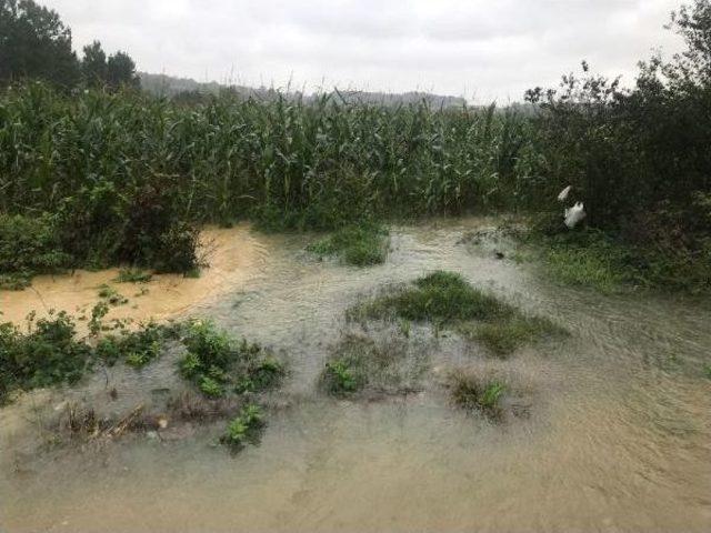 Kaynarca'da Yağmur Nedeniyle Dereler Taşlı, Yollar Su Altında Kaldı