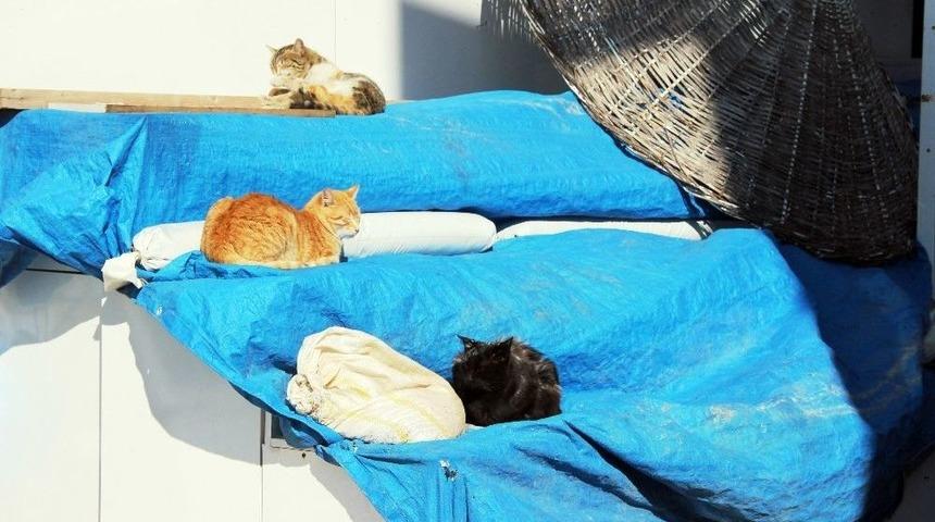 D&uuml;nyaca &Uuml;nl&uuml; Sahil Ve Plajlar Sokak Hayvanlarına Kaldı