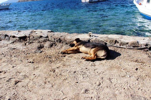 Dünyaca Ünlü Sahil Ve Plajlar Sokak Hayvanlarına Kaldı