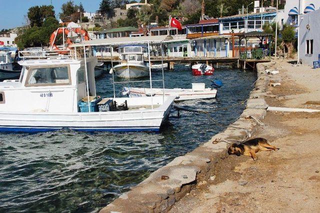 Dünyaca Ünlü Sahil Ve Plajlar Sokak Hayvanlarına Kaldı