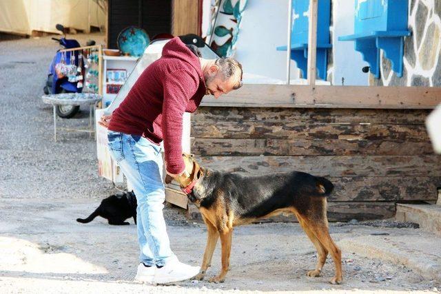 Dünyaca Ünlü Sahil Ve Plajlar Sokak Hayvanlarına Kaldı