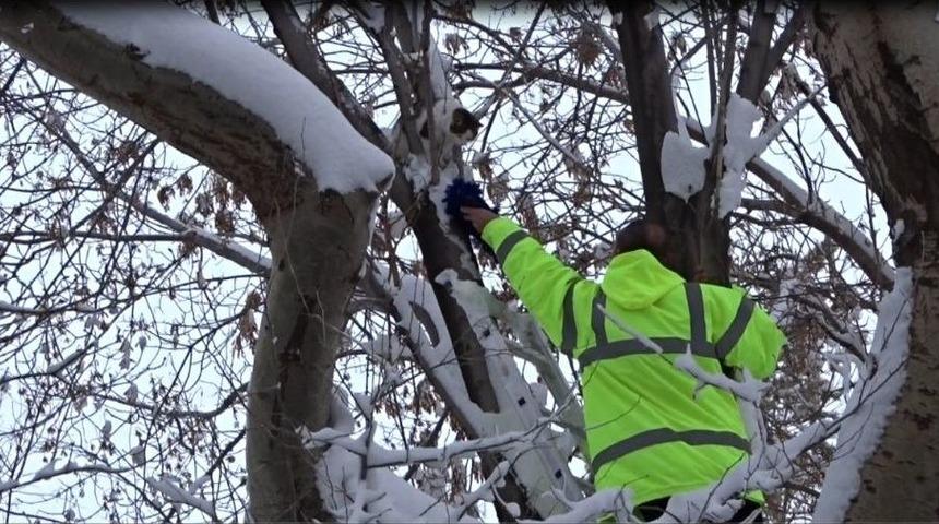 Ağa&ccedil;ta Mahsur Kalan Kediyi Fabrika &Ccedil;alışanları Kurtardı