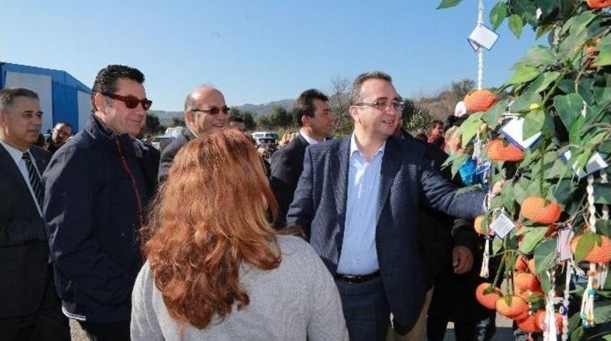 Bodrum&rsquo;da &ldquo;mandalina Şenliği&rdquo; Başladı