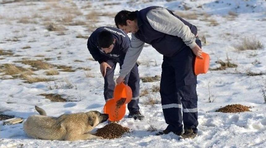 Sokak Hayvanları Unutulmadı