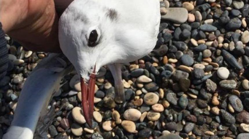 Olta İğnelerine Takılan Martıyı Vatandaş Kurtardı