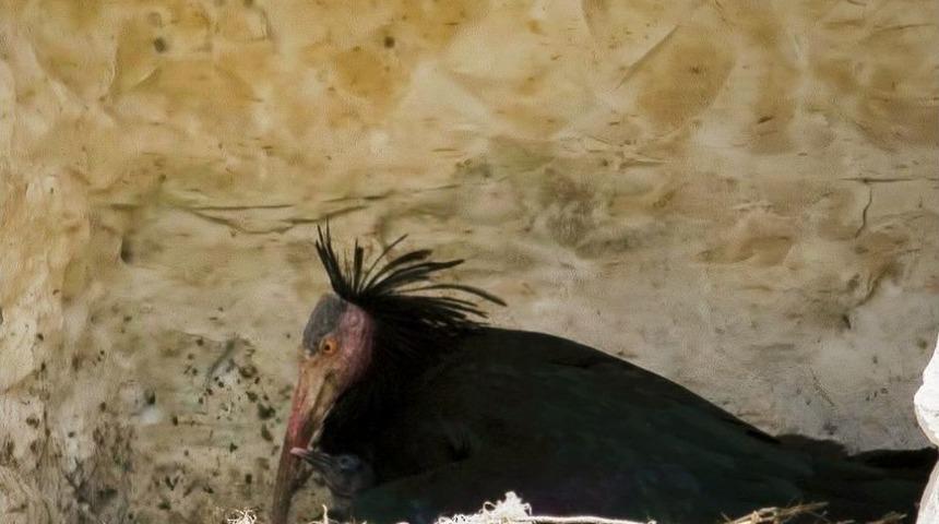 2001&rsquo;de 42 Olan Kelaynak Sayısı 240&rsquo;a Ulaştı