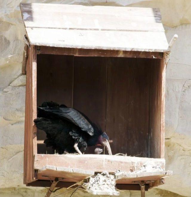 2001’de 42 Olan Kelaynak Sayısı 240’a Ulaştı 1