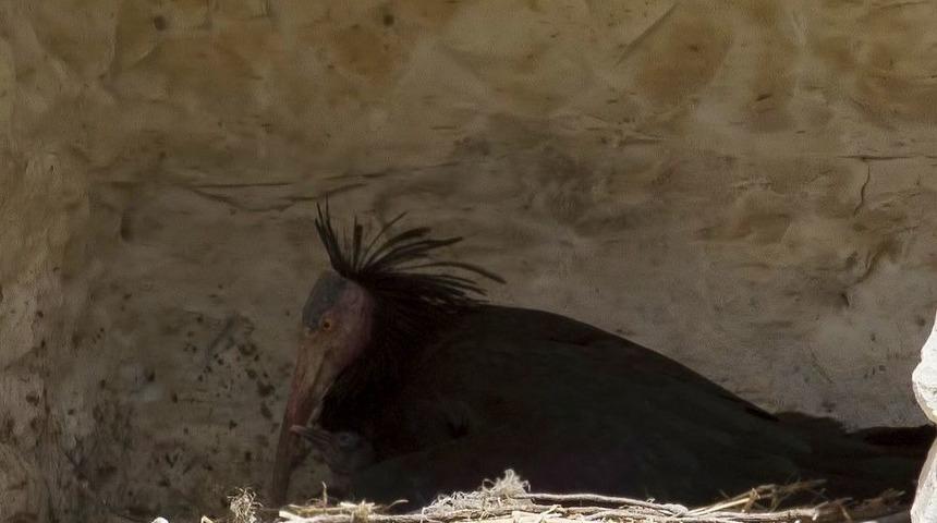 Kelaynak Sayısı 16 Yılda 42’den 240’a Ulaştı