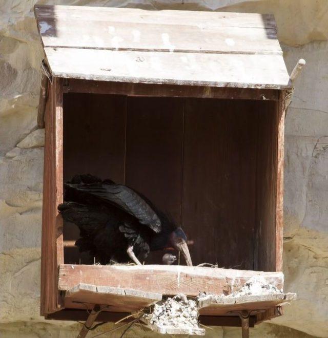 Kelaynak Sayısı 16 Yılda 42’den 240’a Ulaştı 1