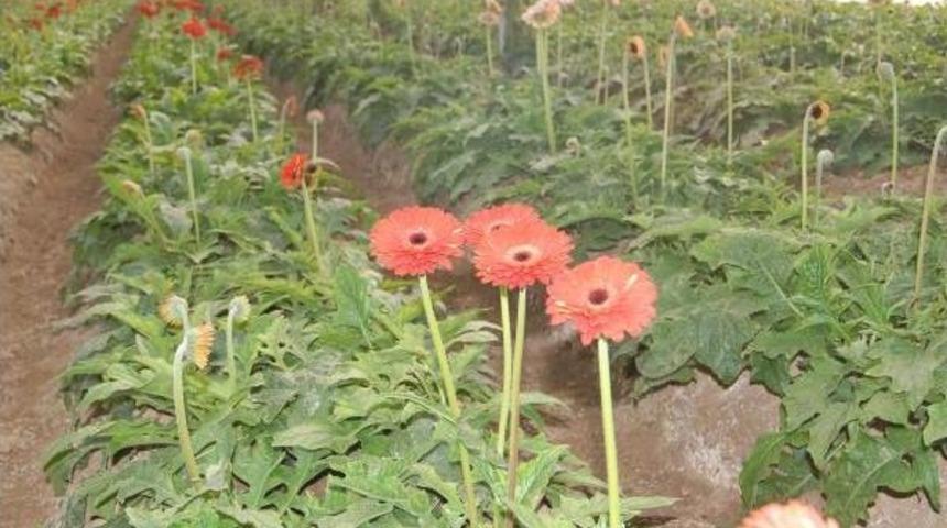 İzmir'deki Rekor Soğuklar, &Ccedil;i&ccedil;ekleri Yaktı, Fiyatlar U&ccedil;tu