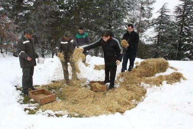 Yaban Hayvanları Unutulmadı 1