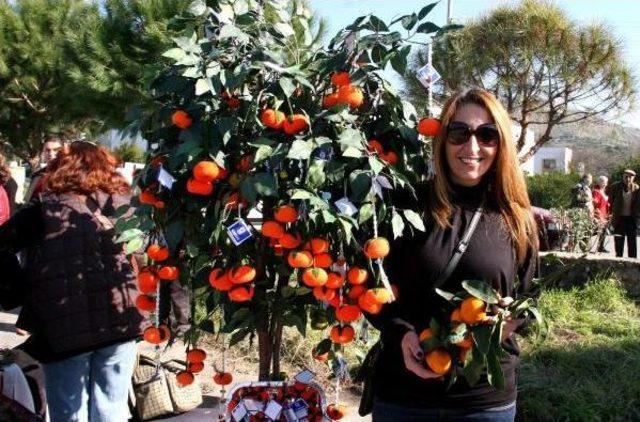 Bodrum'da Mandalina Şenliği Coşkusu