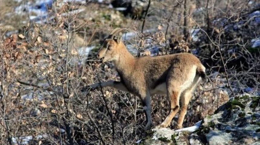 Avlanması Yasak Dağ Ke&ccedil;isinin Derisini Y&uuml;zerken Yakalandılar