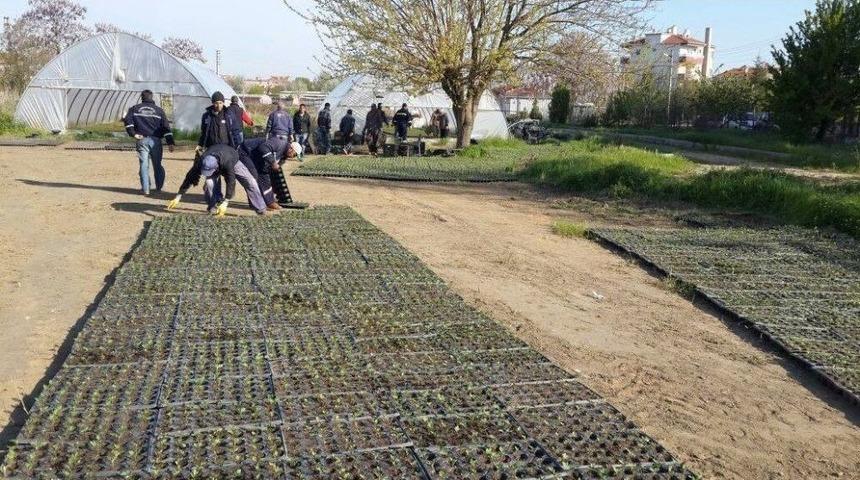 Belediye Kendi &Ccedil;i&ccedil;eğini Ve Malzemelerini Kendi &Uuml;retiyor