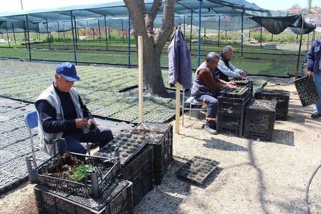 Belediye Kendi Çiçeğini Ve Malzemelerini Kendi Üretiyor