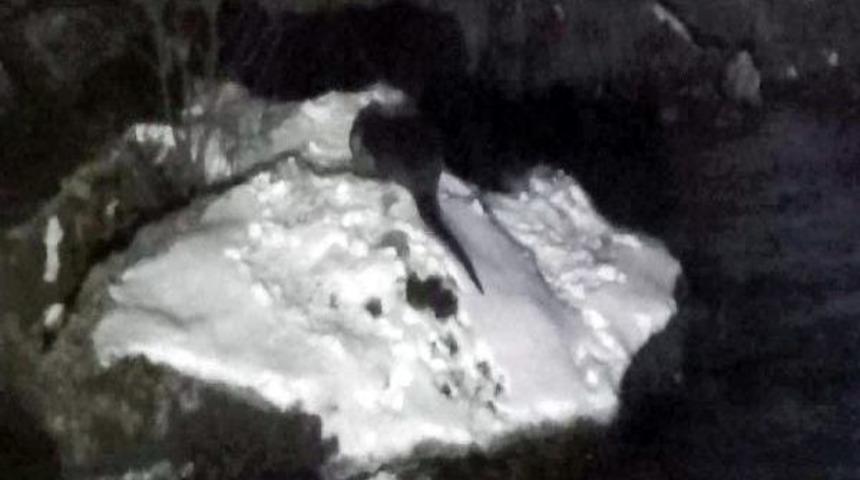 Nesli T&uuml;akenmekte Olan Su Samuru Munzur'da G&ouml;r&uuml;nt&uuml;lendi