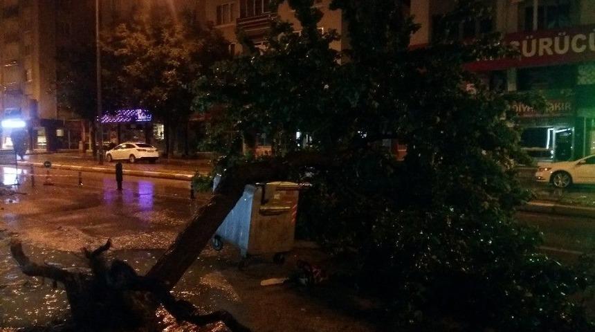 Ağa&ccedil; Cadde Ortasına Devrildi