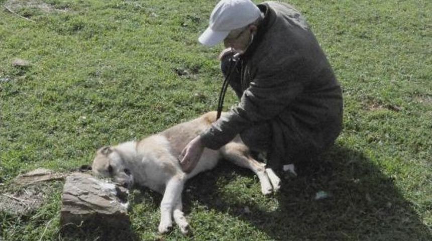 Tarım Ila&ccedil;lı Balıkla 5 K&ouml;peği Zehirlediler