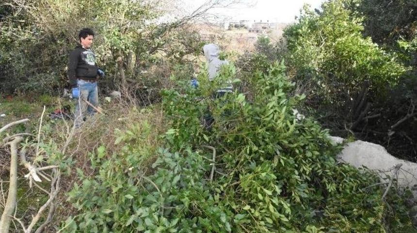 Sinop&rsquo;ta Defne Yaprağı Gelir Kapısı Oldu