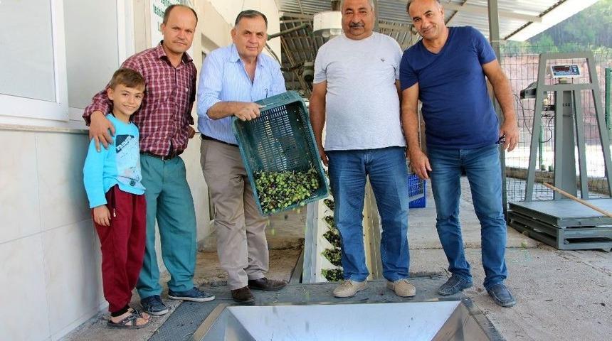 Zeytinler Yağa D&ouml;n&uuml;ş&uuml;yor