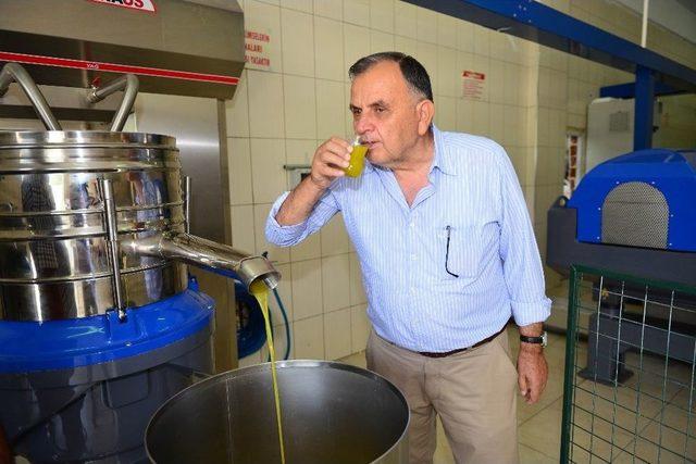 Zeytinler Yağa D&ouml;n&uuml;ş&uuml;yor 1