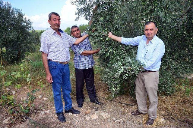 Zeytinler Yağa D&ouml;n&uuml;ş&uuml;yor 2