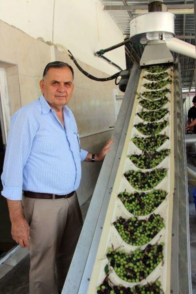 Zeytinler Yağa D&ouml;n&uuml;ş&uuml;yor 3