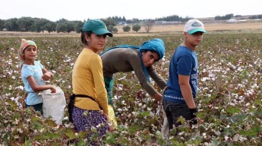Tarım Iş&ccedil;isi 15 Bin &Ouml;ğrenci, Okula 2 Ay Ge&ccedil; Başlayacak