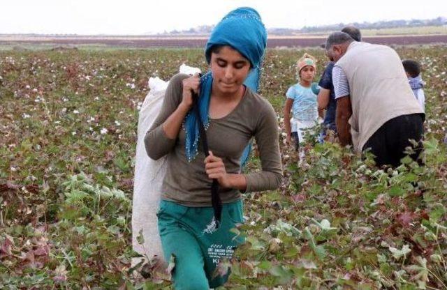 Tarım Işçisi 15 Bin Öğrenci, Okula 2 Ay Geç Başlayacak