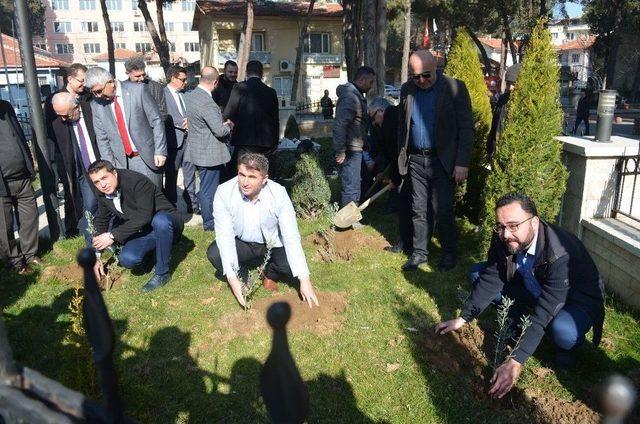 Zeytin Dalı Harekatına Zeytin Fidanı Dikerek Destek Oldular