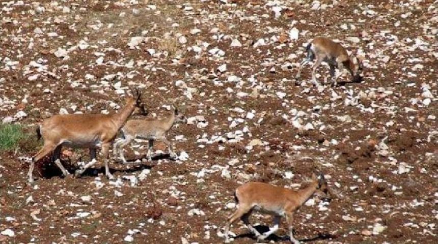 Yaşam Alanları Daralan Yaban Ke&ccedil;ileri Tarlalara Iniyor