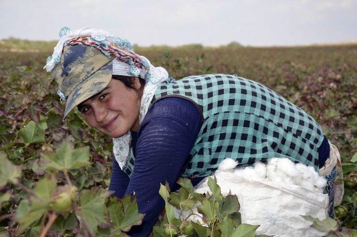 Yaşıtları Okula Giden Çocuklar Pamuk Tarlasında Çalışıyor G2