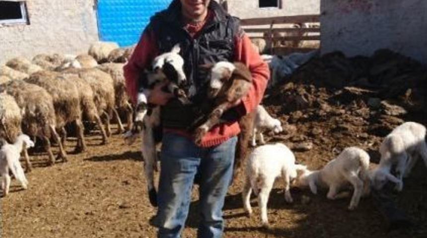 Kayakent&rsquo;de Kuzular Doğmaya Başladı