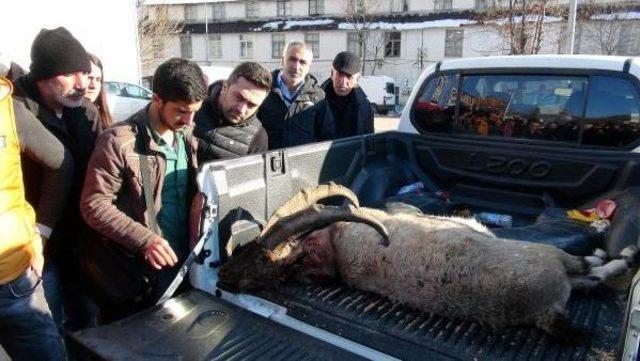 Avlanması Yasak Dağ Keçisinin Derisini Yüzerken Yakalandılar (2) 2