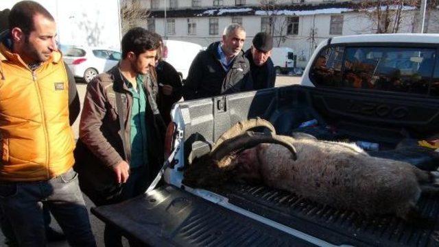 Avlanması Yasak Dağ Keçisinin Derisini Yüzerken Yakalandılar (2) 3