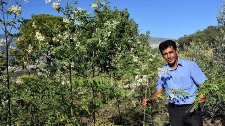'mucize Ağa&ccedil;' Moringa Demre'de Yetiştirildi
