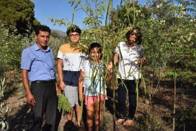  mucize Ağa&ccedil;  Moringa Demre de Yetiştirildi 1