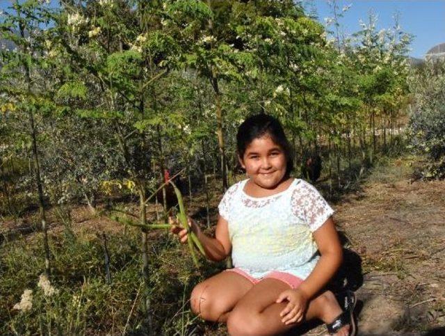  mucize Ağa&ccedil;  Moringa Demre de Yetiştirildi 2