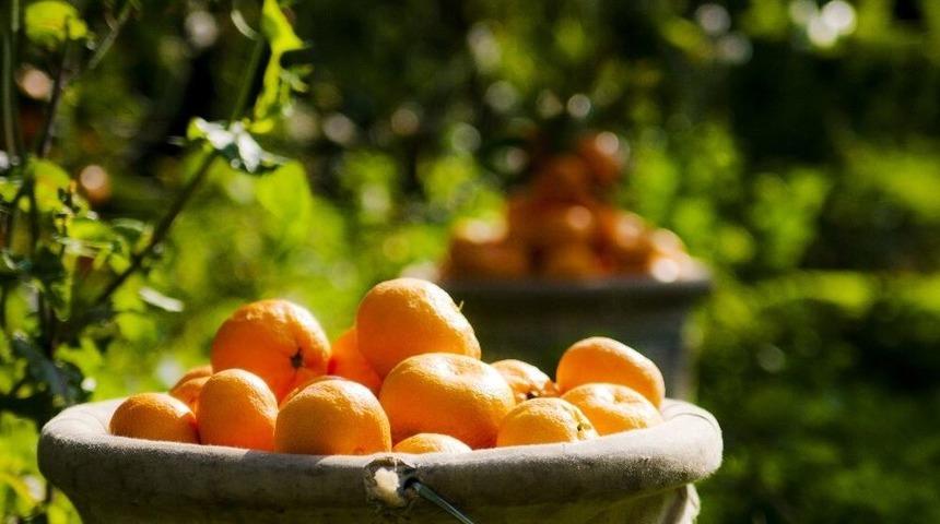 Ege B&ouml;lgesi Narenciye Rekoltesi 428 Bin Ton