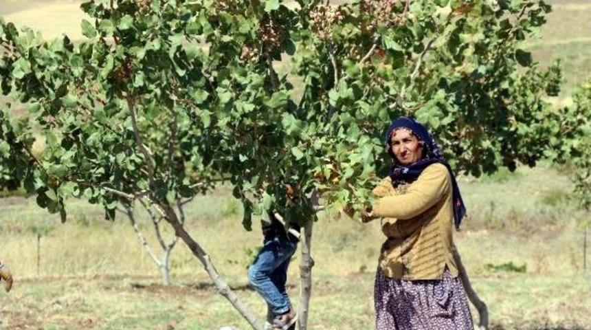 Batman'da G&ouml;zde &Uuml;r&uuml;n; Fıstık&ccedil;ılık