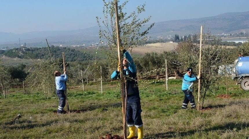 Dikilen Ağa&ccedil;lar Vatandaşın Ekonomisini Canlandıracak